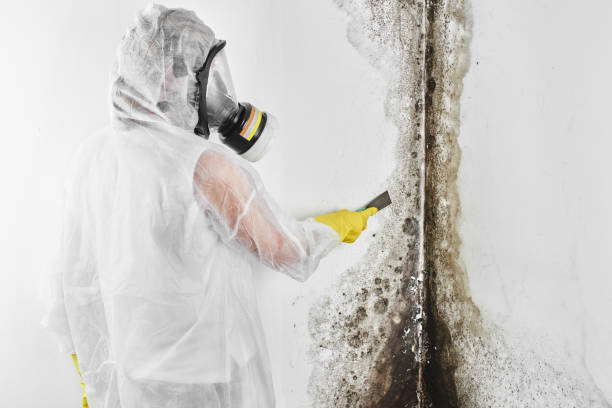 Best Office Mold Removal Services  in Altoona, WI