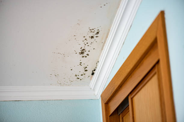 Best Mold Removal and Inspection  in Altoona, WI